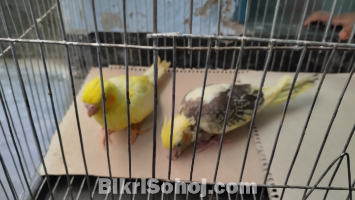 Cocatail bird